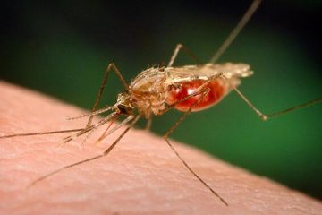 sıtma hastalığı tedavisi